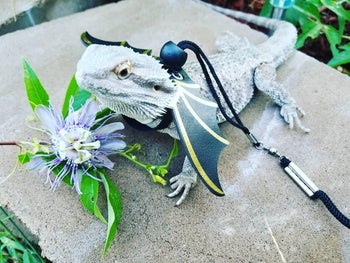 a different lizard with the black winged harness on