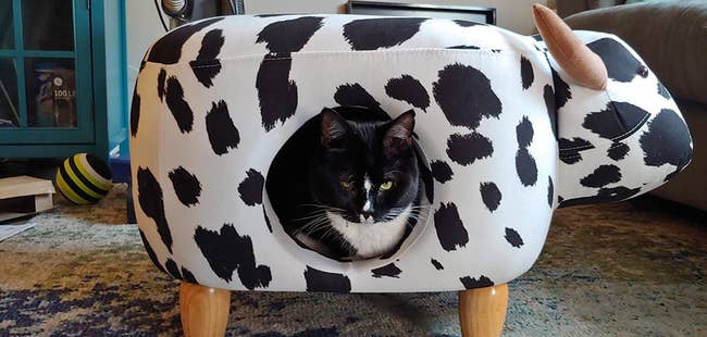 a reviewer photo of a cat inside the cow pet house