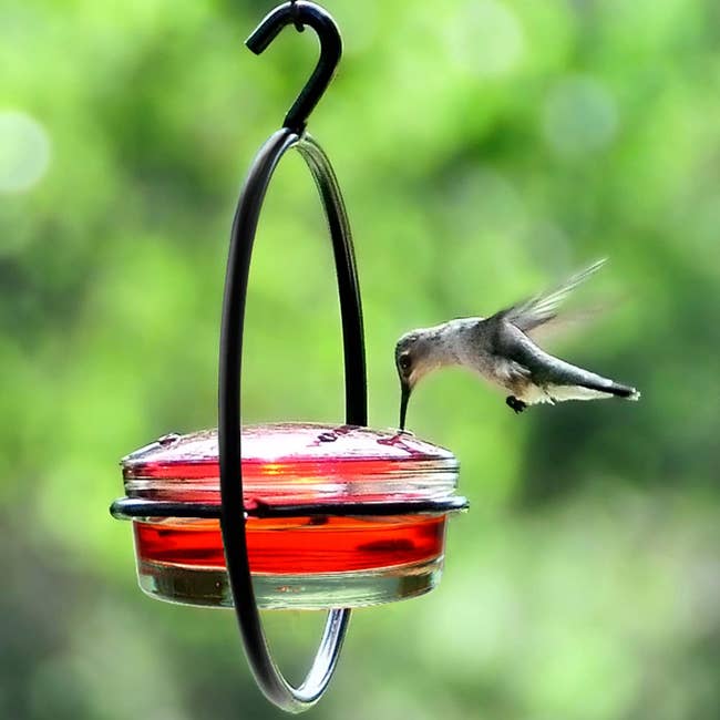 hummingbird drinking from feeder