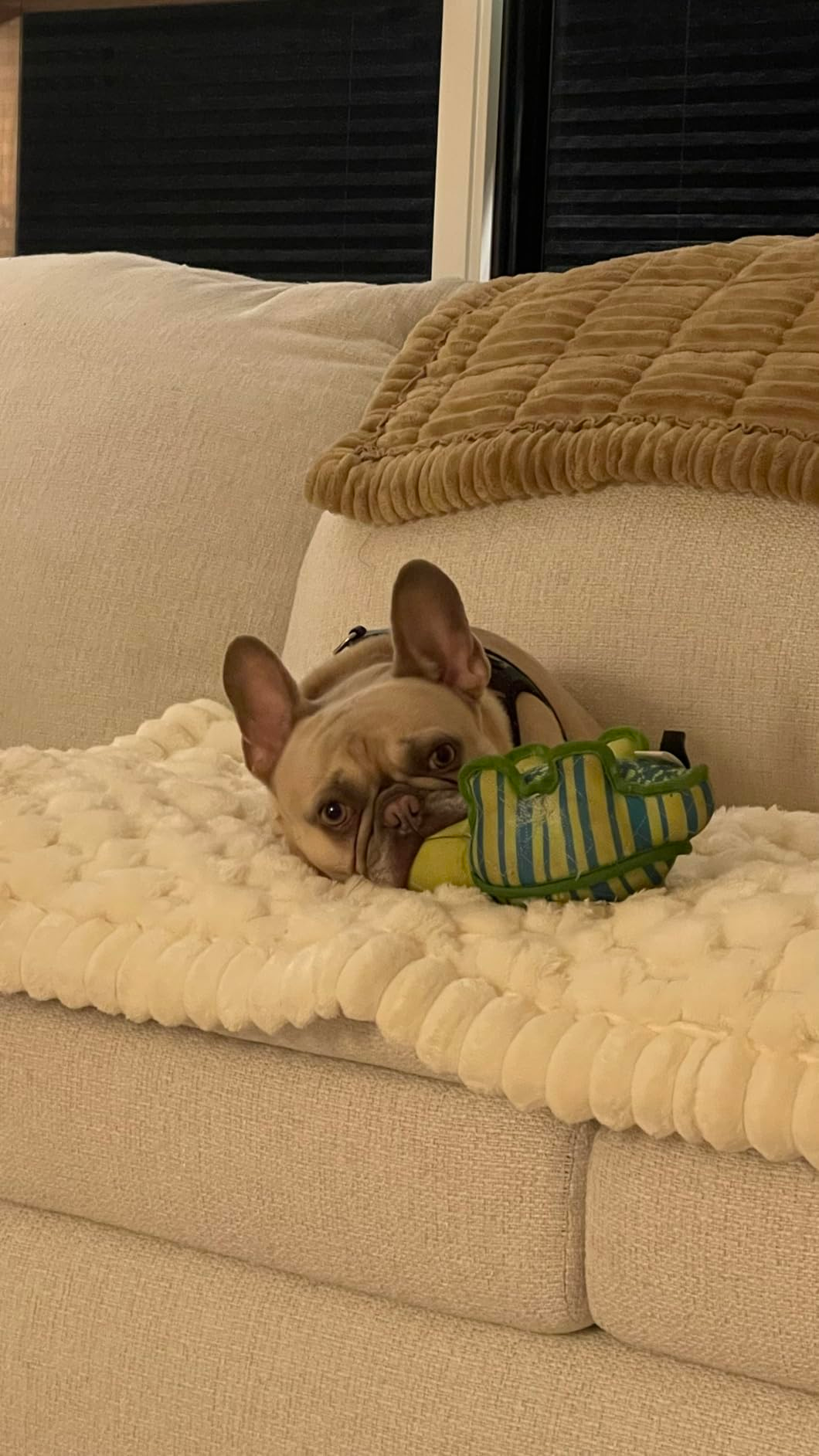 A French Bulldog relaxes on a plush couch, resting its head on a decorative pillow