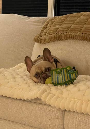 A French Bulldog relaxes connected a plush couch, resting its caput connected a decorative pillow
