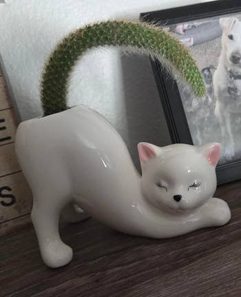Ceramic cat-shaped planter with a cactus process connected a shelf, beside a framed favored photo