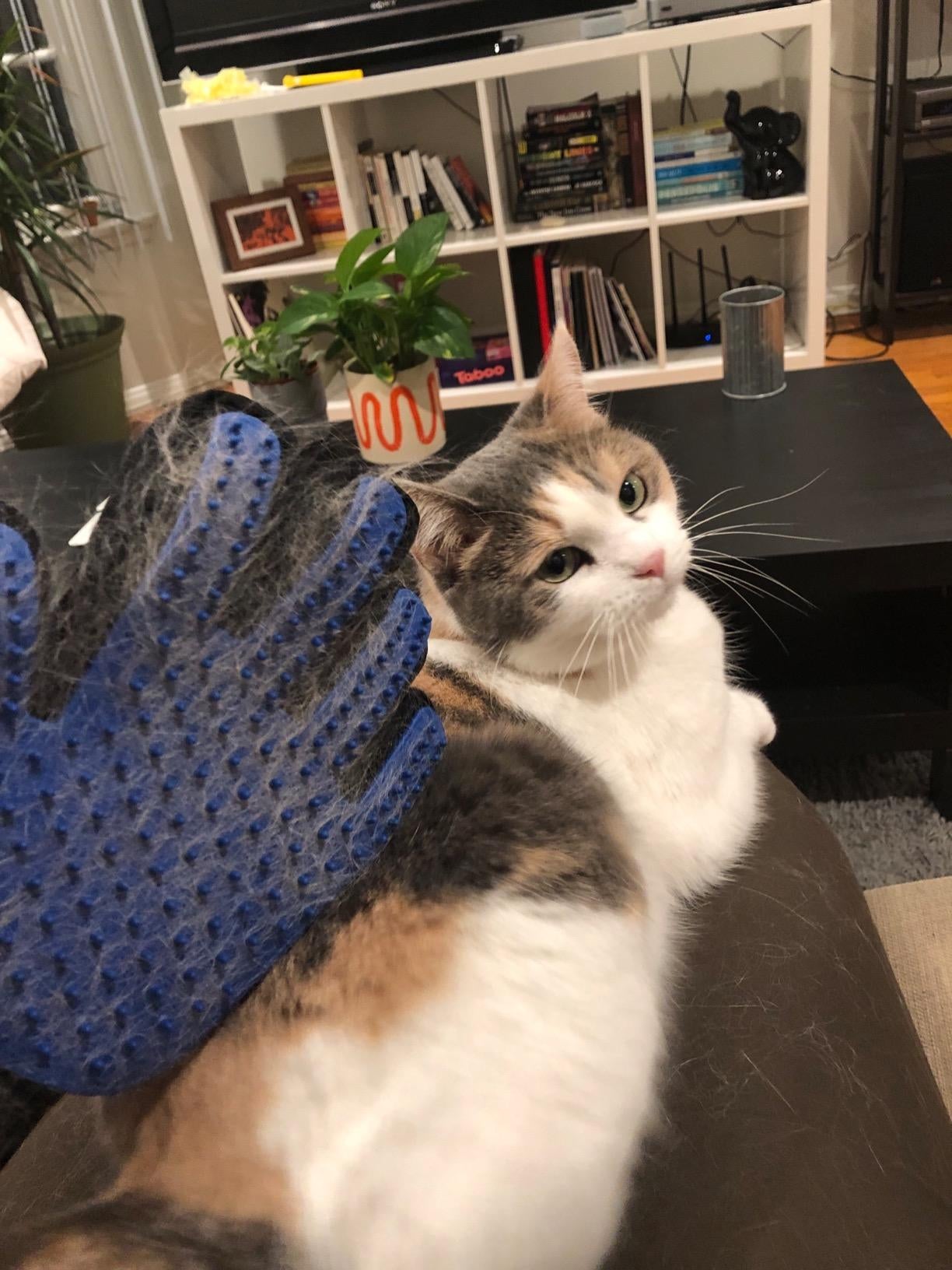 reviewer wears blue grooming glove above white, tan, and black kitty
