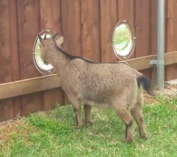 reviewer's goat using a fence bubble