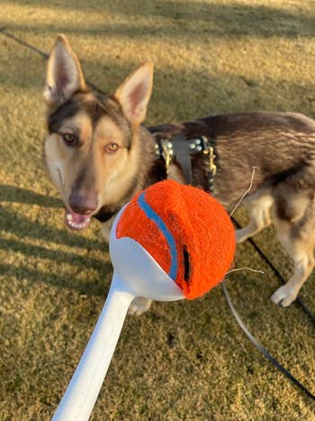 reviewer holding orange and white ball launcher in front of their dog