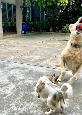 Golden Retriever catches ball mid-air, with two other dogs watching, in a home's front yard