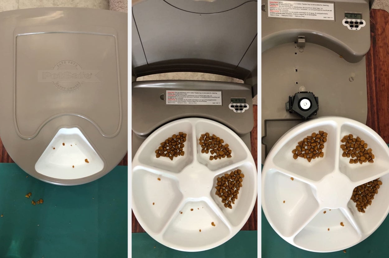 Best Automatic Dog Feeders 2023 - Forbes Vetted
