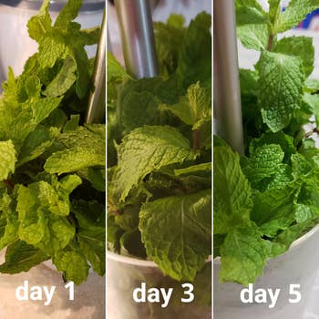 Three-panel image of a reviewer showing the growth of mint in water over days 1, 3, and 5, indicating propagation success