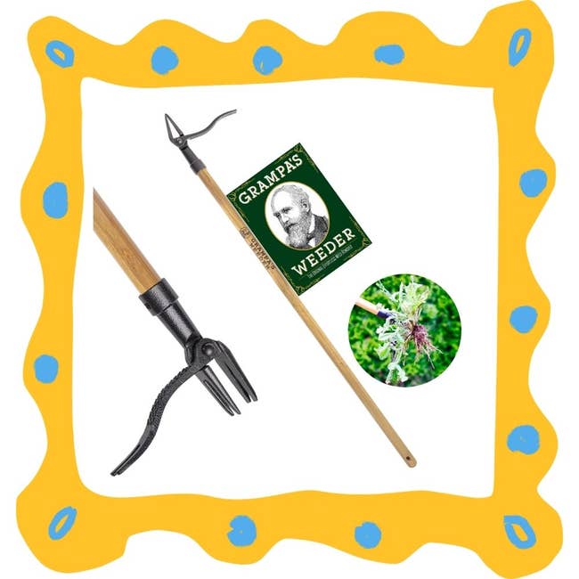 Grampa's Weeder tool with a wooden handle and metal claw, and an inset image of the tool in use on weeds