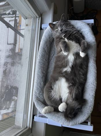 Cat lounging belly-up successful  a cozy, fluffy furniture  by a window, looking relaxed and content