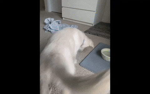 gif of a puppy playing with the blue and yellow toy