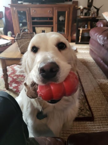 reviewer photo of a golden retriever with the toy in its mouth