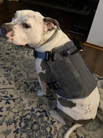Dog wearing a modern, adjustable harness with utility pockets