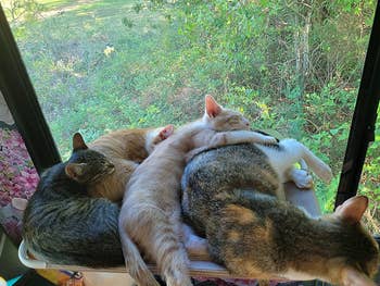 a pile of cats on a window seat