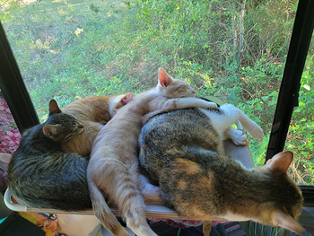 a pile of cats on a window seat