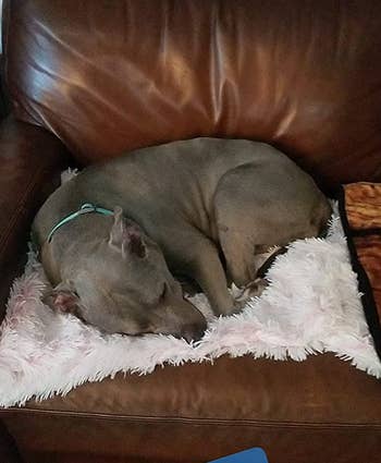 a pitbull-type dog napping on the white furry blanket