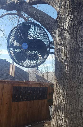 the fan hung from a tree