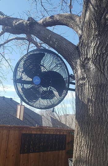 the fan hung from a tree