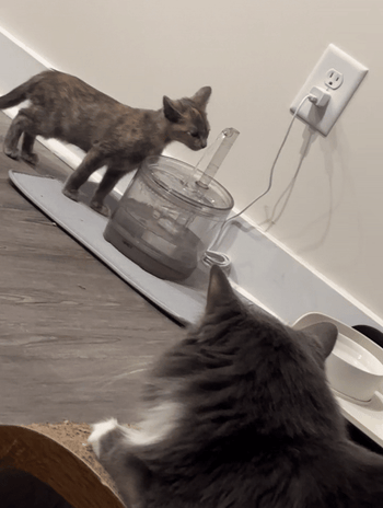 A BuzzFeed writer's cat drinking from the fountain