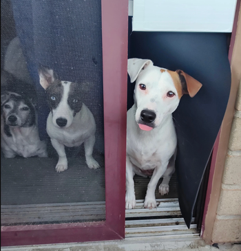 Two dogs sitting in the window looking out with the third partially through the dog door