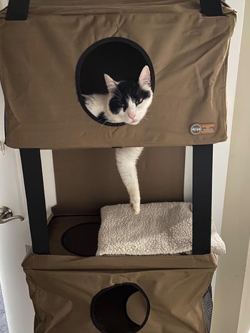 a close up of a reviewer's cat in the cat condo