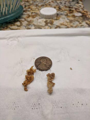 A penny is placed beside 2  tiny  irregularly shaped objects connected  a achromatic  surface