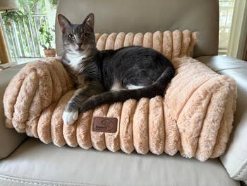 Cat lounging connected a plush, ribbed favored furniture shaped similar a miniature sofa, with a marque statement visible