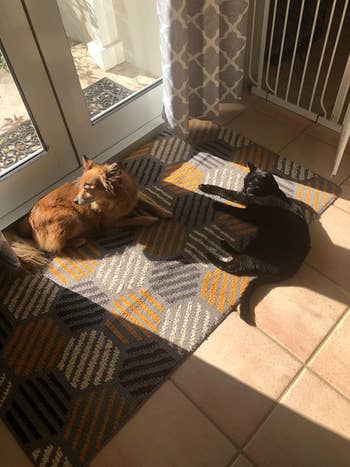a cat and a dog lounging on reviewer's door mat