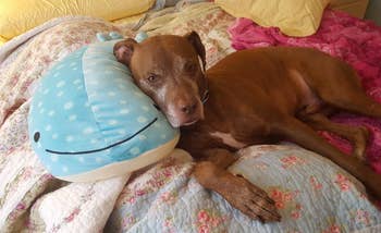 A dog leaning on the pillow-size, smiley plush