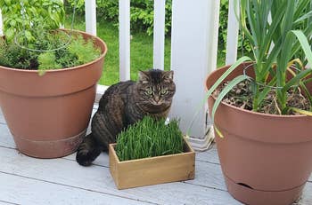 Tabby cat beside a wooden box with fresh cat grass, on a deck with potted plants