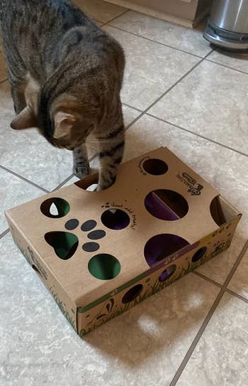 reviewer's cat with their paws inside the food maze
