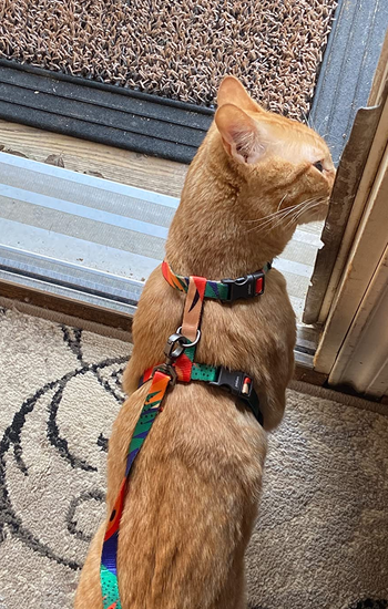 Reviewer image of orange cat showing back view of product with matching leash attached to metal center loop while indoors