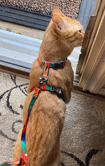 Reviewer image of orange cat showing back view of product with matching leash attached to metal center loop while indoors