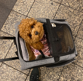 Reviewer's dog peeking its head out of the gray wheeled carrier