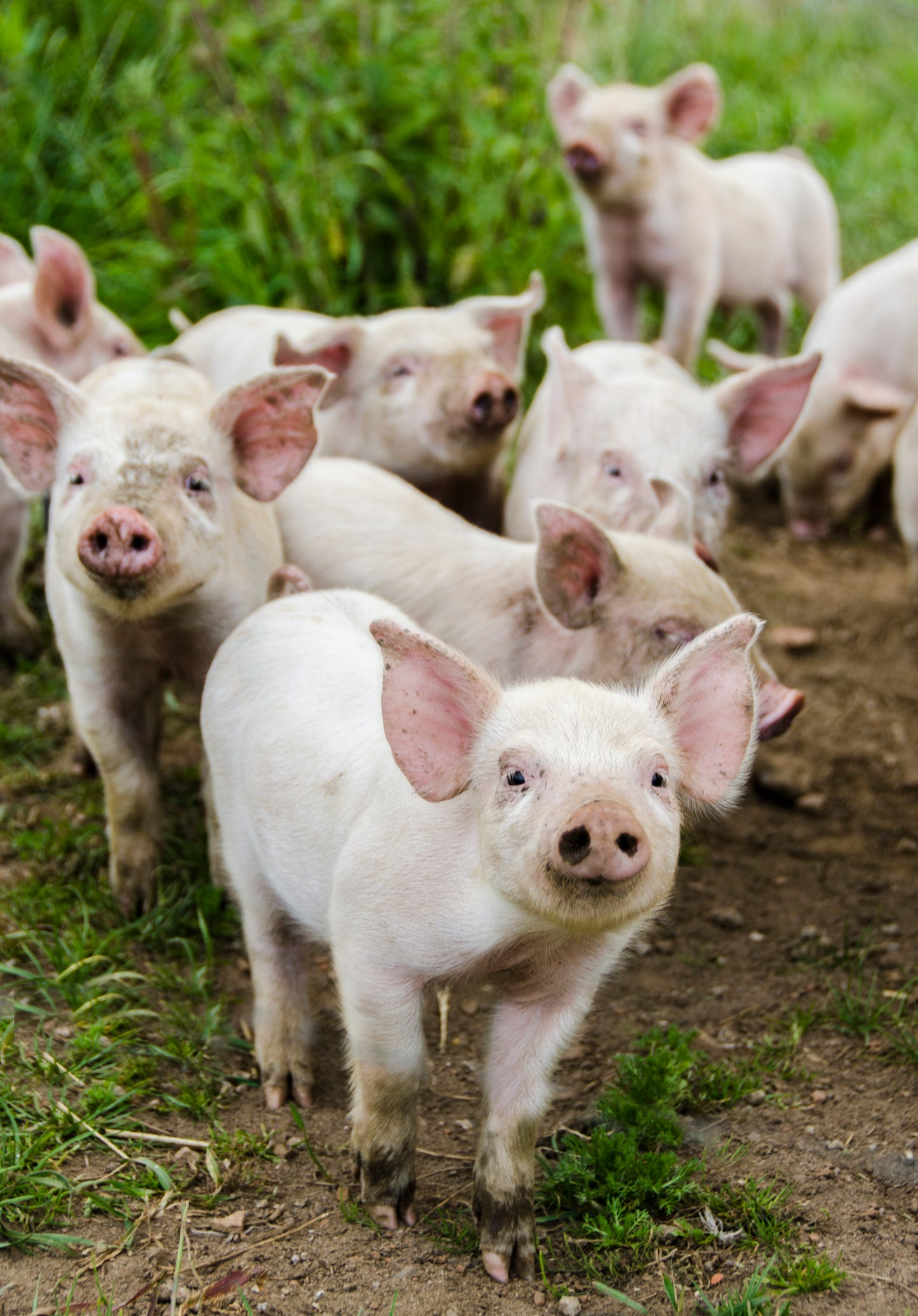 Here Are 13 Baby Animals That You Can Virtually Pet, If That's The Kind Of Thing You Need Right Now Here Are 13 Baby Animals That You Can Virtually Pet, If That's The Kind Of Thing You Need Right Now