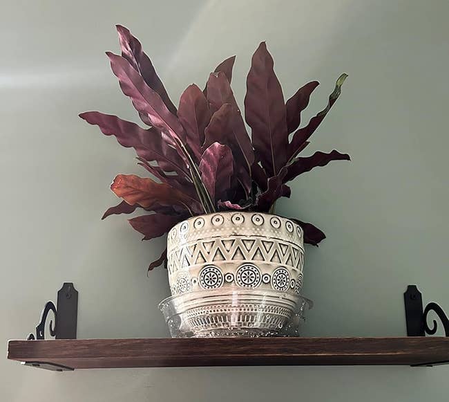 ceramic planter on shelf holding purple leafy plant