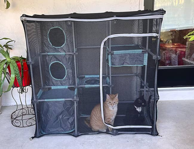 reviewer's two cats inside a mesh playpen with shelves on a patio
