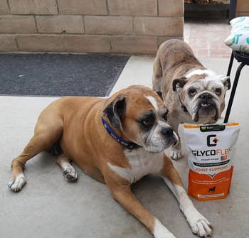 Two bulldogs lying next to a bag of GlycoFlex joint support product