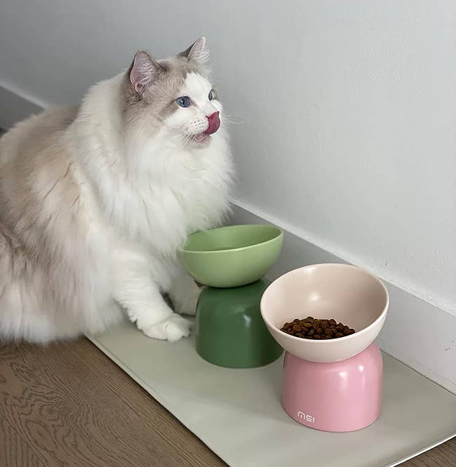 reviewer image of a cat licking its lips next to a green and pink elevated food bowl