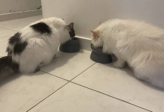 two cats eating from the gray elevated bowls