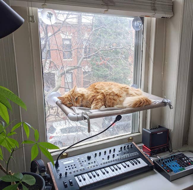 a cat on a hammock suctioned to a window