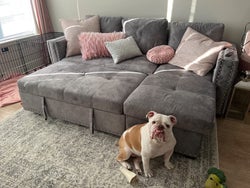 reviewer photo of the gray couch folded up, bulldog sitting at the foot of it