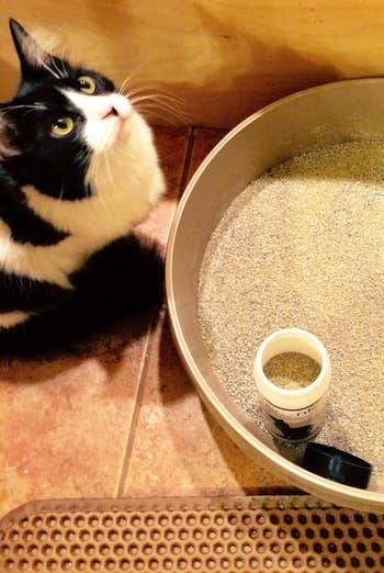 Cat looking at a container of cat litter placed next to a litter box