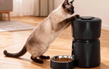 Siamese cat curiously interacts with an automatic pet feeder dispensing kibble in a modern home setting