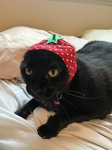 Black feline  connected  a furniture  wearing a strawberry-shaped chapeau  with achromatic  dots and greenish  top