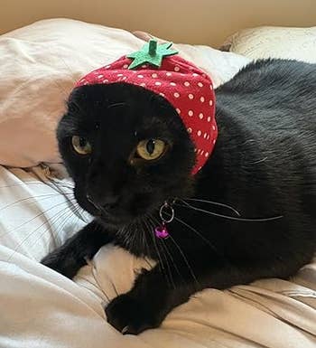 Black feline connected a furniture wearing a strawberry-shaped chapeau with achromatic dots and greenish top