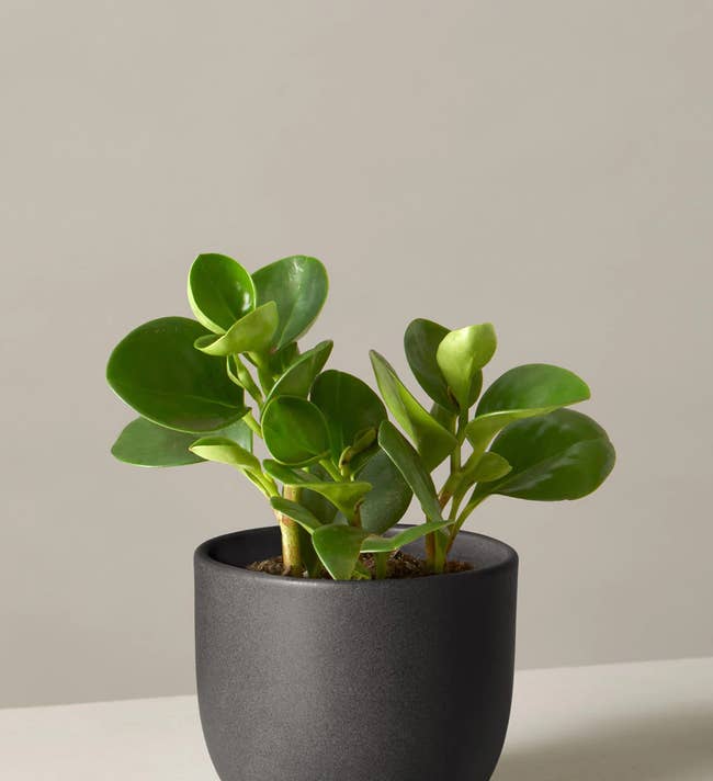 a peperomia green with thick green leaves in a black pot