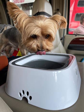 Yorkshire Terrier dog drinking from a pet water dispenser in a vehicle