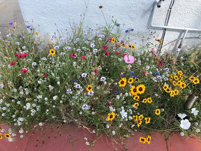 a reviewer photo of a flower bed bursting with different types of wildflowers 