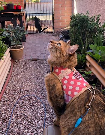 Reviewer image of back view of brown long haired cat with product on in pink and white polka dot print